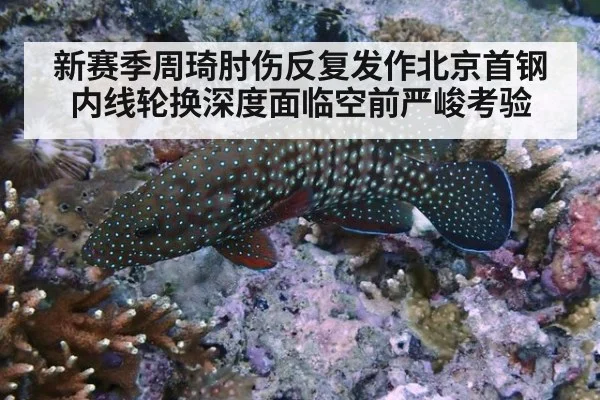 新赛季周琦肘伤反复发作北京首钢内线轮换深度面临空前严峻考验